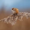 Sykorice vousata - Panurus biarmicus - Bearded Reedling o3178